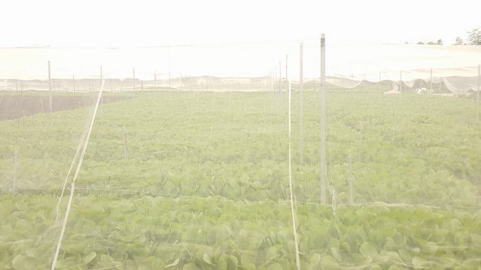 Lưới Chậu Lợi Dân