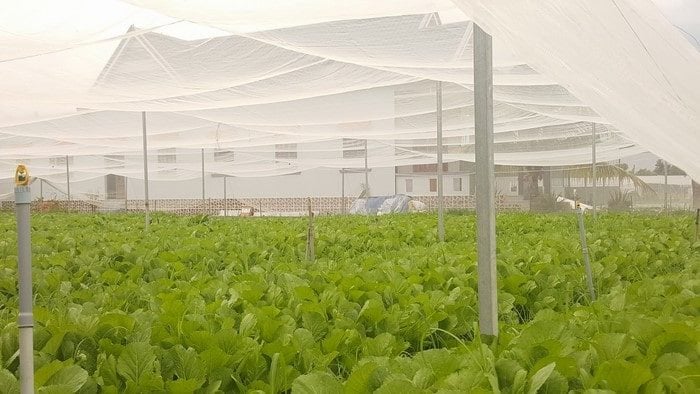 Lưới Chậu Lợi Dân