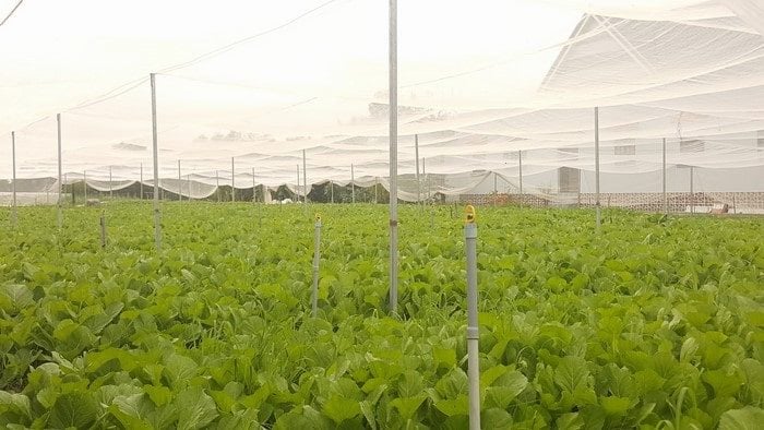 Lưới Chậu Lợi Dân