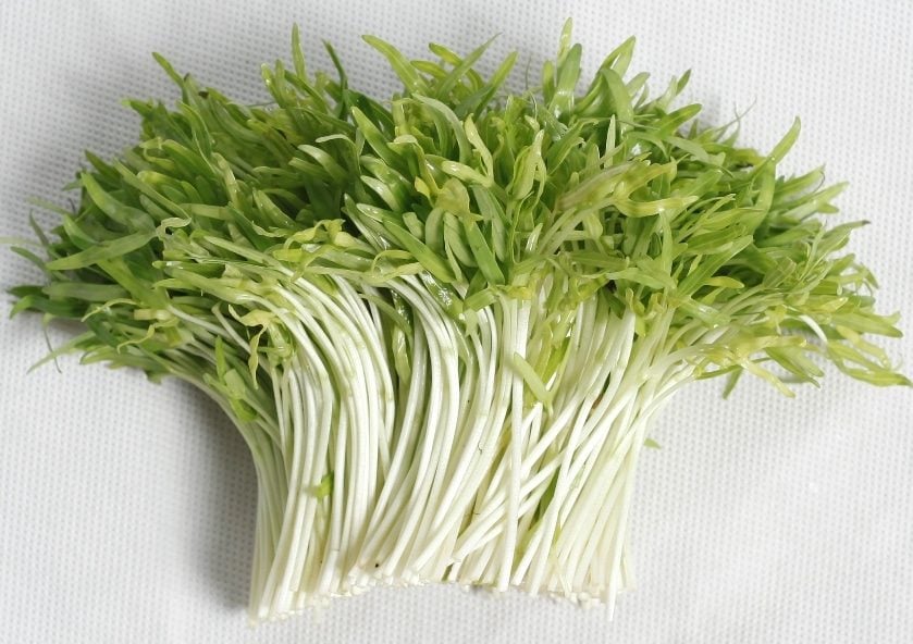 Lưới Chậu Lợi Dân