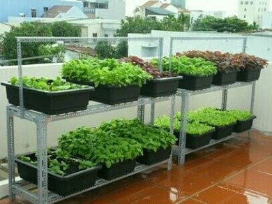 Lưới Chậu Lợi Dân