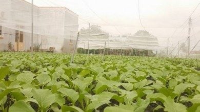 Lưới Chậu Lợi Dân