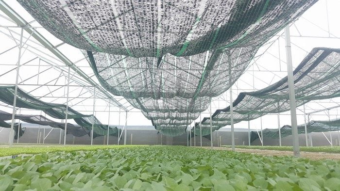 Lưới Chậu Lợi Dân