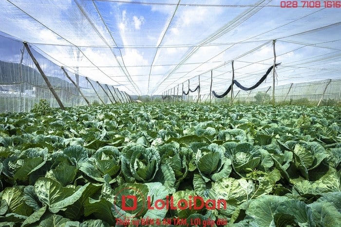 Lưới chắn côn trùng trồng rau sạch