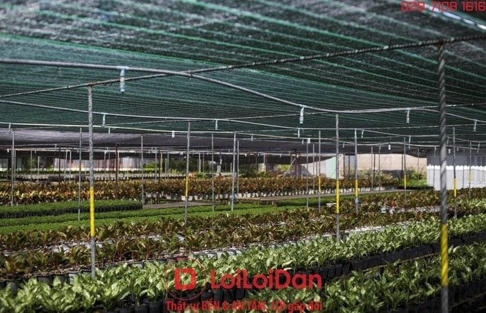 Lưới Chậu Lợi Dân