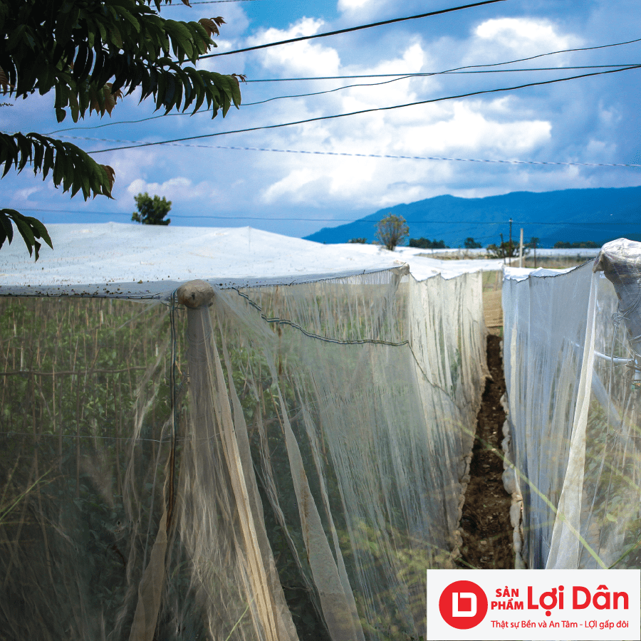 Lưới Chậu Lợi Dân