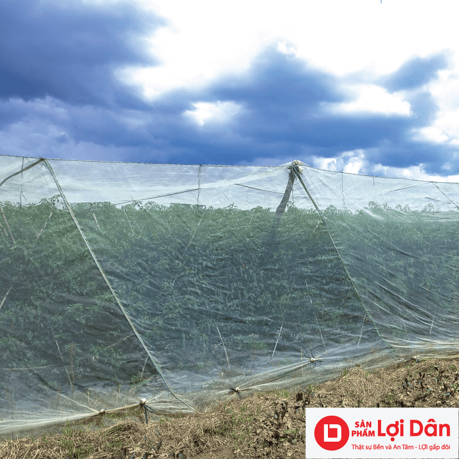 Lưới Chậu Lợi Dân