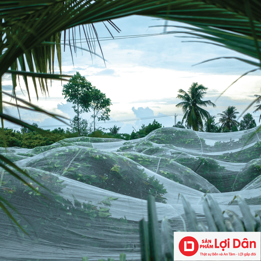Lưới Chậu Lợi Dân