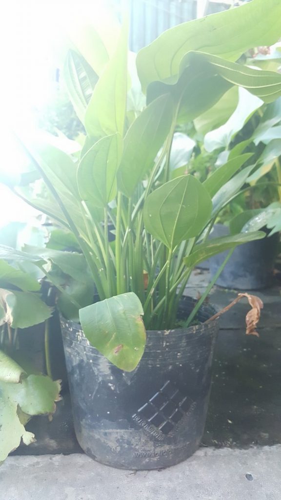 Lưới Chậu Lợi Dân