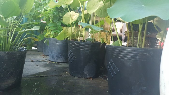 Lưới Chậu Lợi Dân