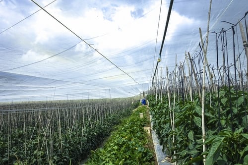 Lưới Chậu Lợi Dân