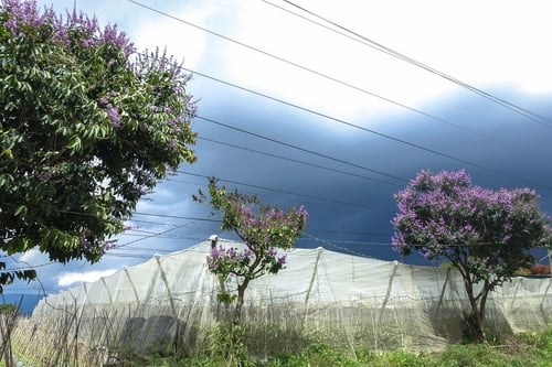 Lưới Chậu Lợi Dân