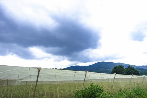 Lưới Chậu Lợi Dân