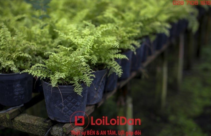 Lưới Chậu Lợi Dân