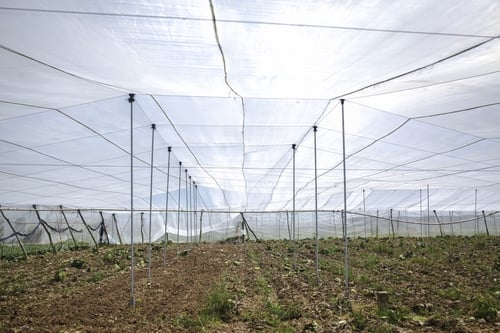 Lưới Chậu Lợi Dân