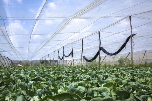 Phát triển nông nghiệp công nghệ cao đang là xu hướng tất yếu