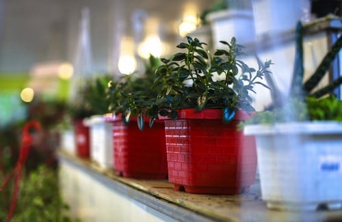 Lưới Chậu Lợi Dân