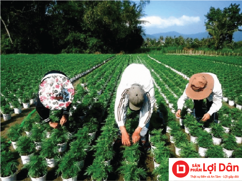 Chậu nhựa trắng trồng hoa vạn thọ.