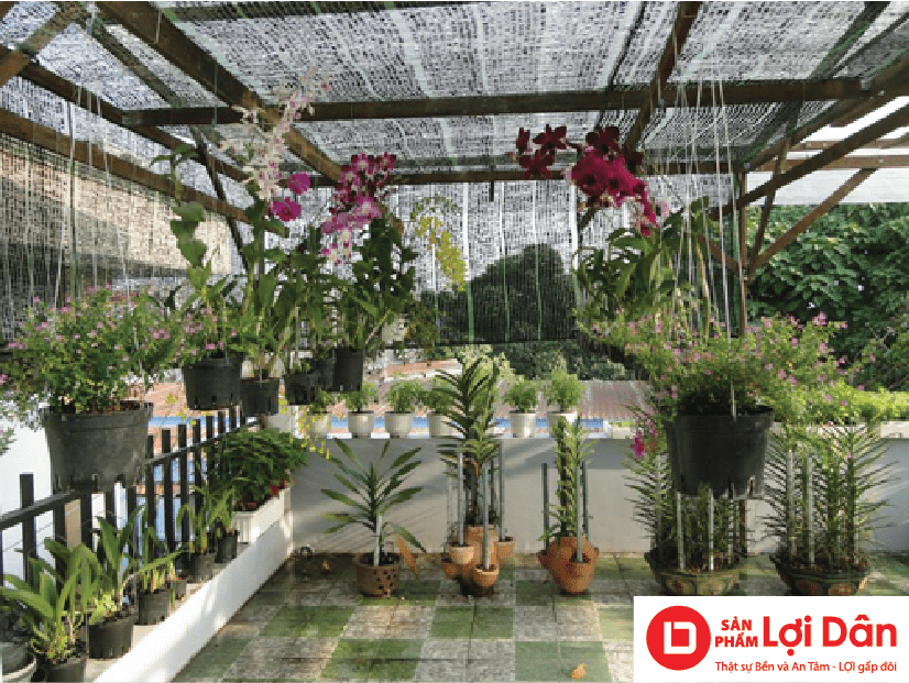 Chậu nhựa trồng lan Lợi Lợi Dân thật sự bền và an tâm.