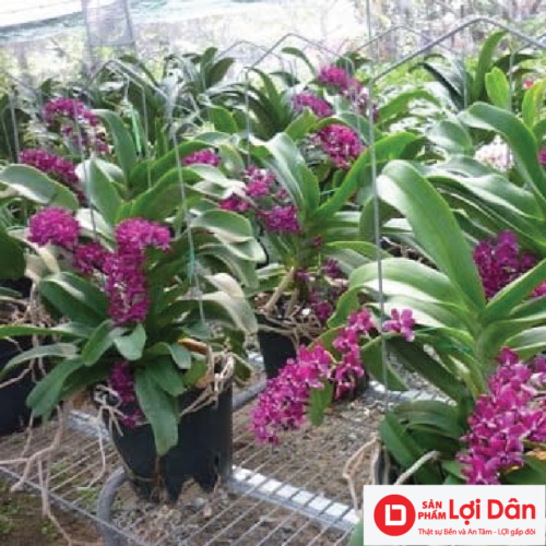 chau trong lan