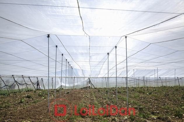 Lưới Chậu Lợi Dân