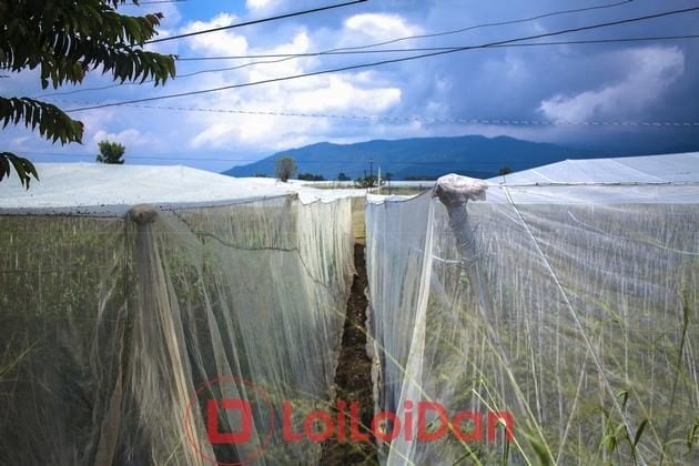 Lưới Chậu Lợi Dân