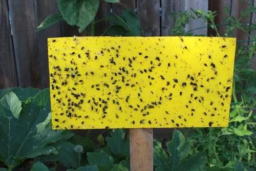 Lưới Chậu Lợi Dân