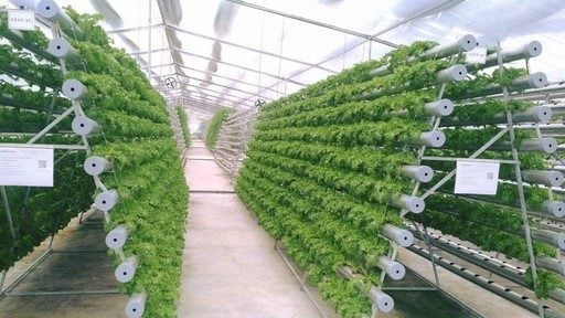 Lưới Chậu Lợi Dân