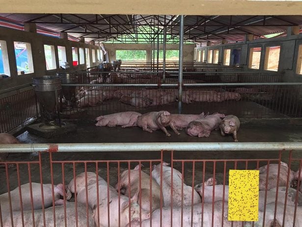 Lưới Chậu Lợi Dân