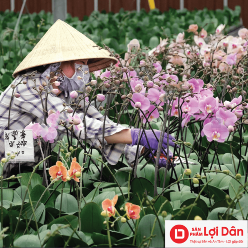 kep buom ho diep dung trong vuon lan