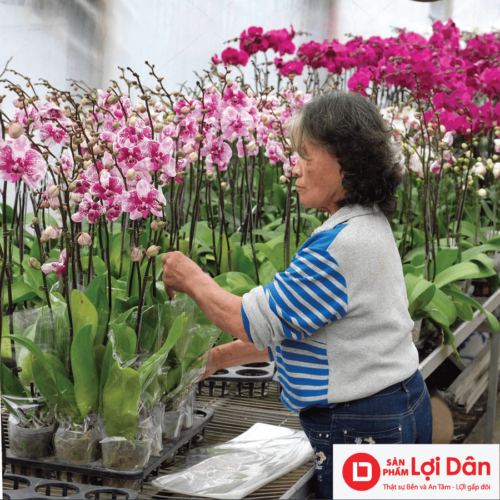 kep buom ho diep su dung cho dia lan