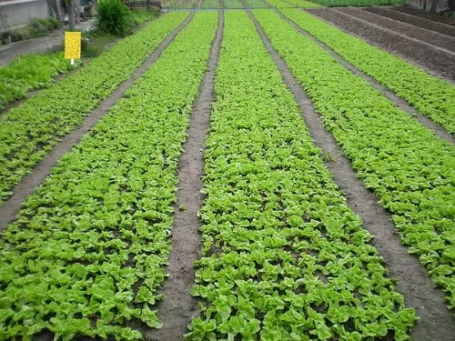 Lưới Chậu Lợi Dân