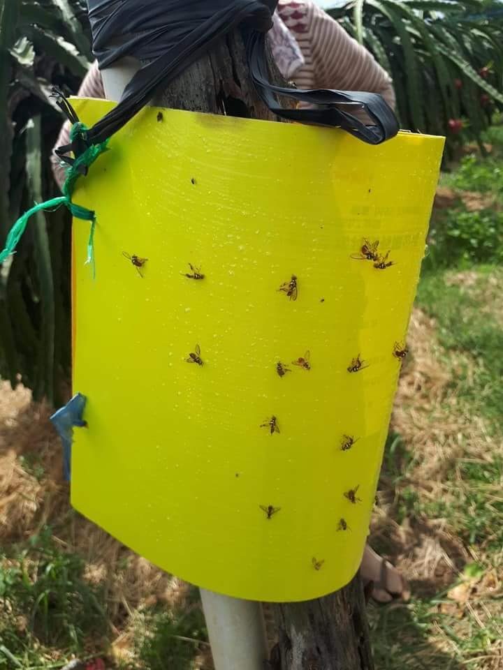 Lưới Chậu Lợi Dân