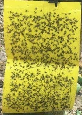 Lưới Chậu Lợi Dân