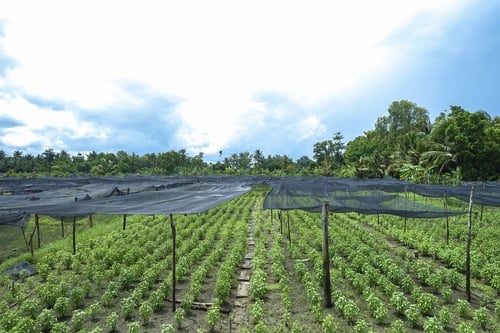 Lưới Chậu Lợi Dân