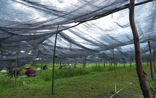 Lưới che nắng Trung Quốc che vườn rau