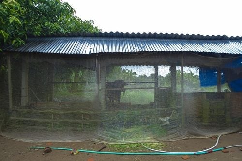 lưới chống côn trùng 22 mesh dùng để chống muỗi cho gia súc