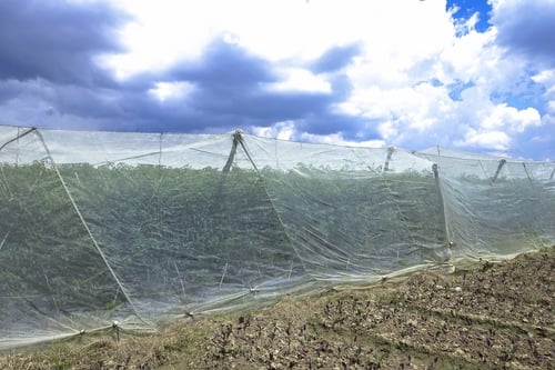 Lưới che chắn gió làm cây trồng phát triển tốt
