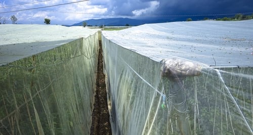 Lưới Chậu Lợi Dân