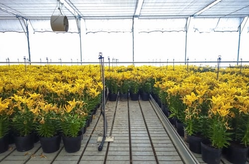 Lưới Chậu Lợi Dân