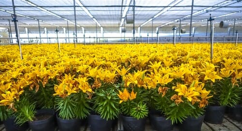 Lưới Chậu Lợi Dân