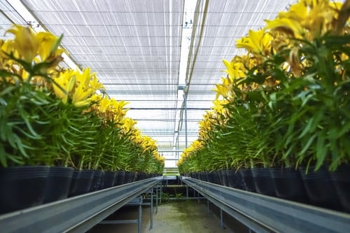 Lưới Chậu Lợi Dân