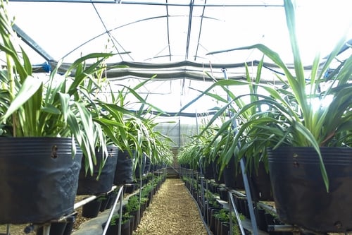 Lưới Chậu Lợi Dân