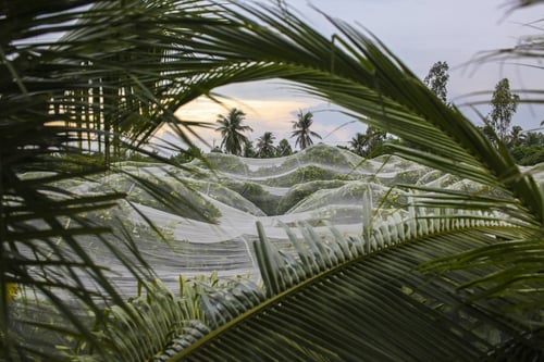 Lưới Chậu Lợi Dân