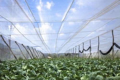Cách làm nhà lưới nông nghiệp trồng rau sạch hiện đại hiệu quả cao