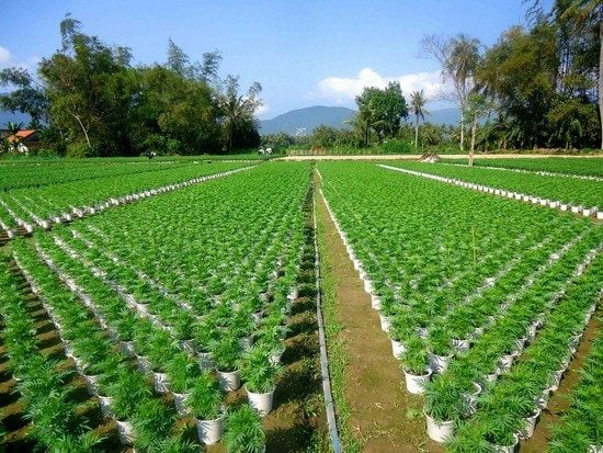 Lưới Chậu Lợi Dân