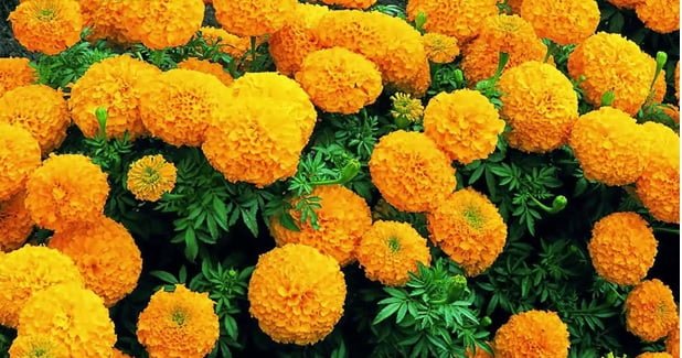 TỔNG HỢP CÁC LOẠI CHẬU TRỒNG HOA VẠN THỌ NGÀY TẾT 1 hoa van tho 1