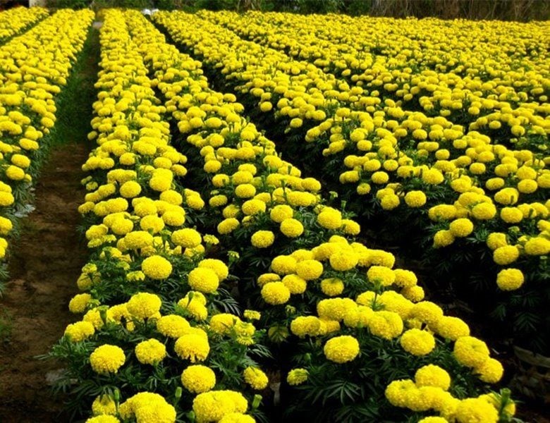 Lưới Chậu Lợi Dân