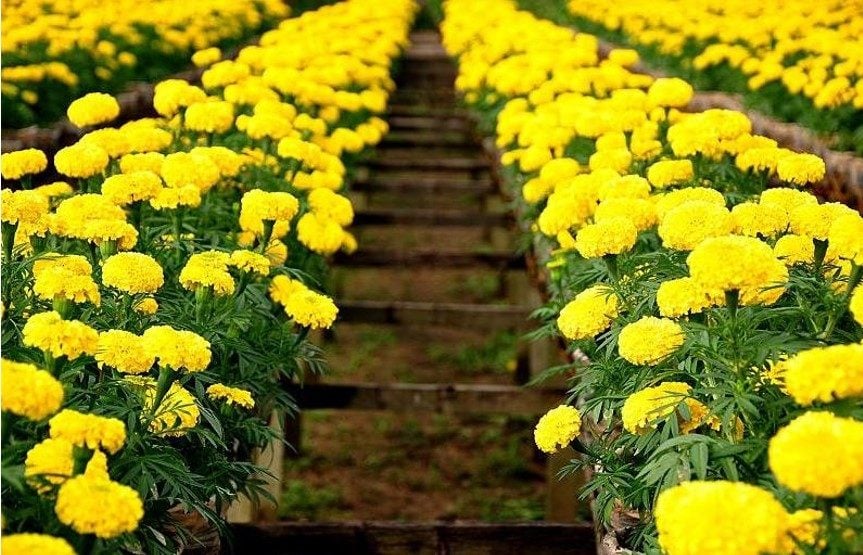 Lưới Chậu Lợi Dân