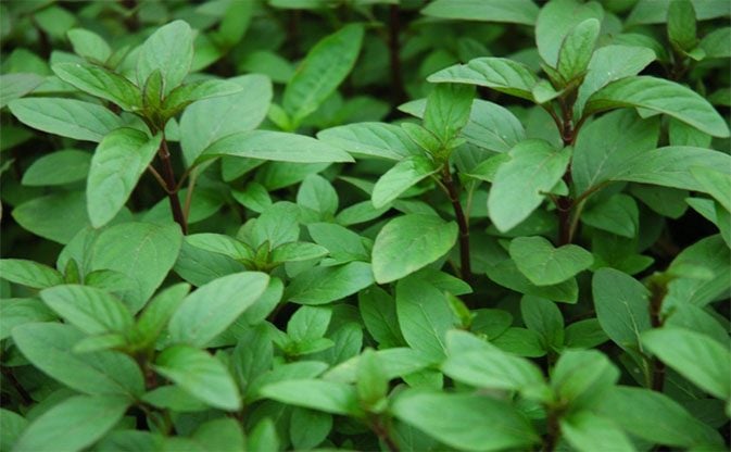 Lưới Chậu Lợi Dân